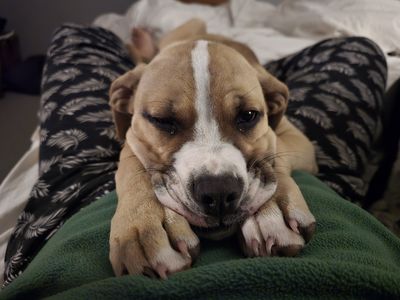 Dog and Puppy Fosterer 