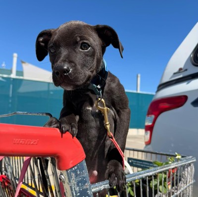 Etta - Staffordshire Bull Terrier