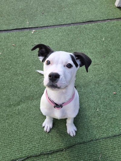 Zella - Medium Cross Breed