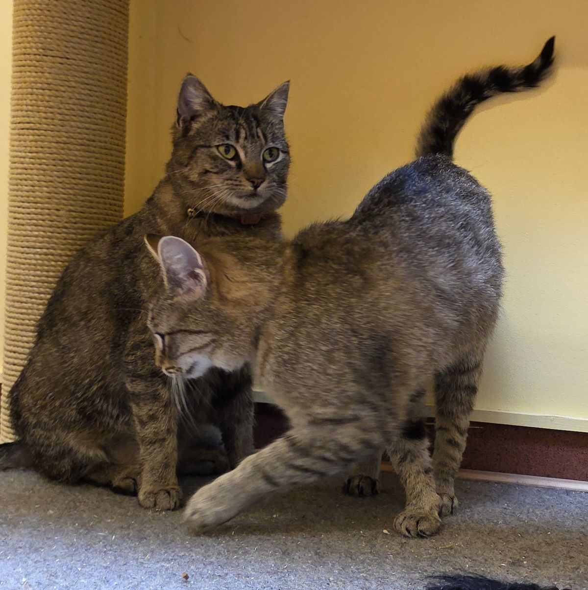 Gallery image: Muffin
