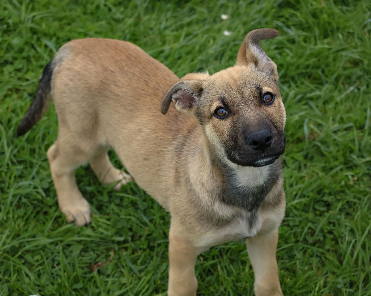 Gallery image: Brandy 