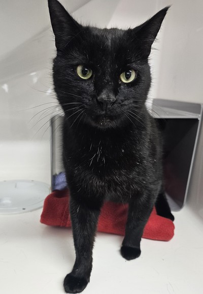 Captain Cook - Domestic Short Hair