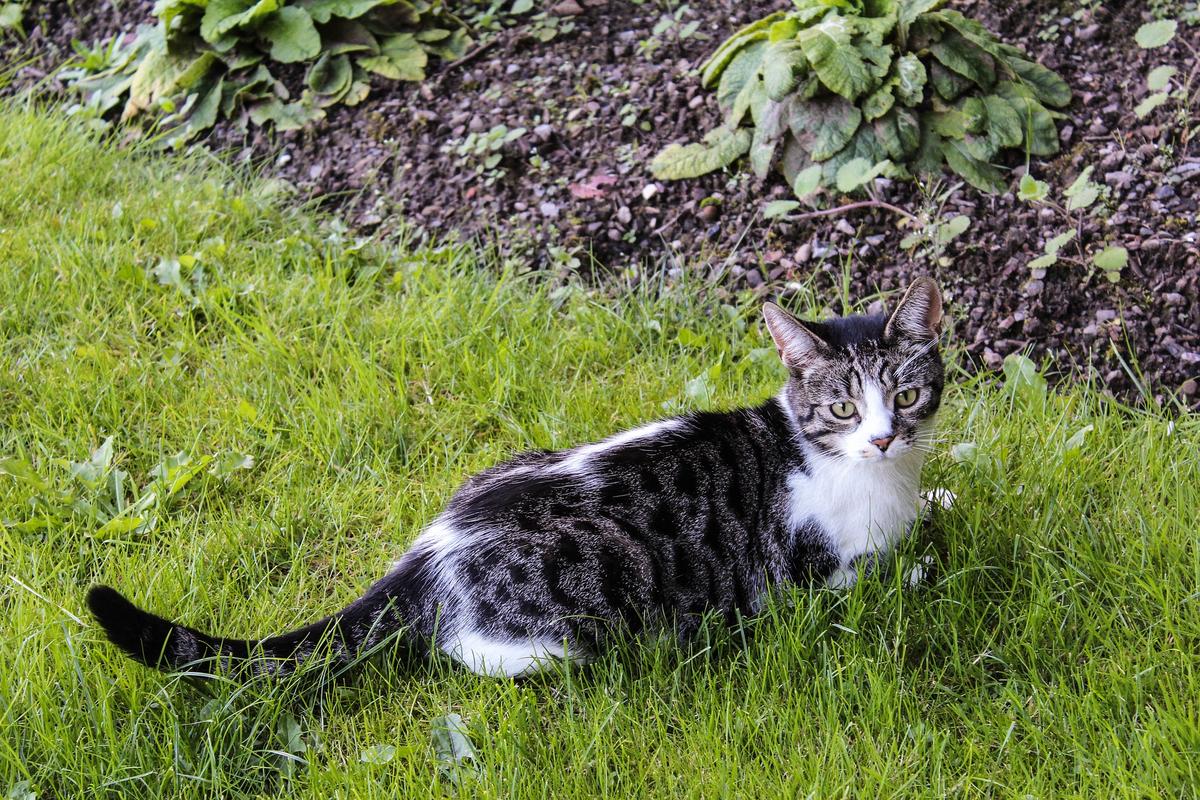 Planting a pet-friendly garden