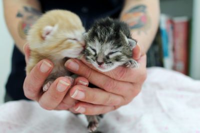 Foster parent - high-needs animals