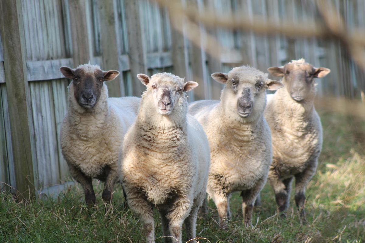 Foster parent - farm animals