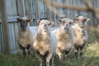 Foster parent - farm animals