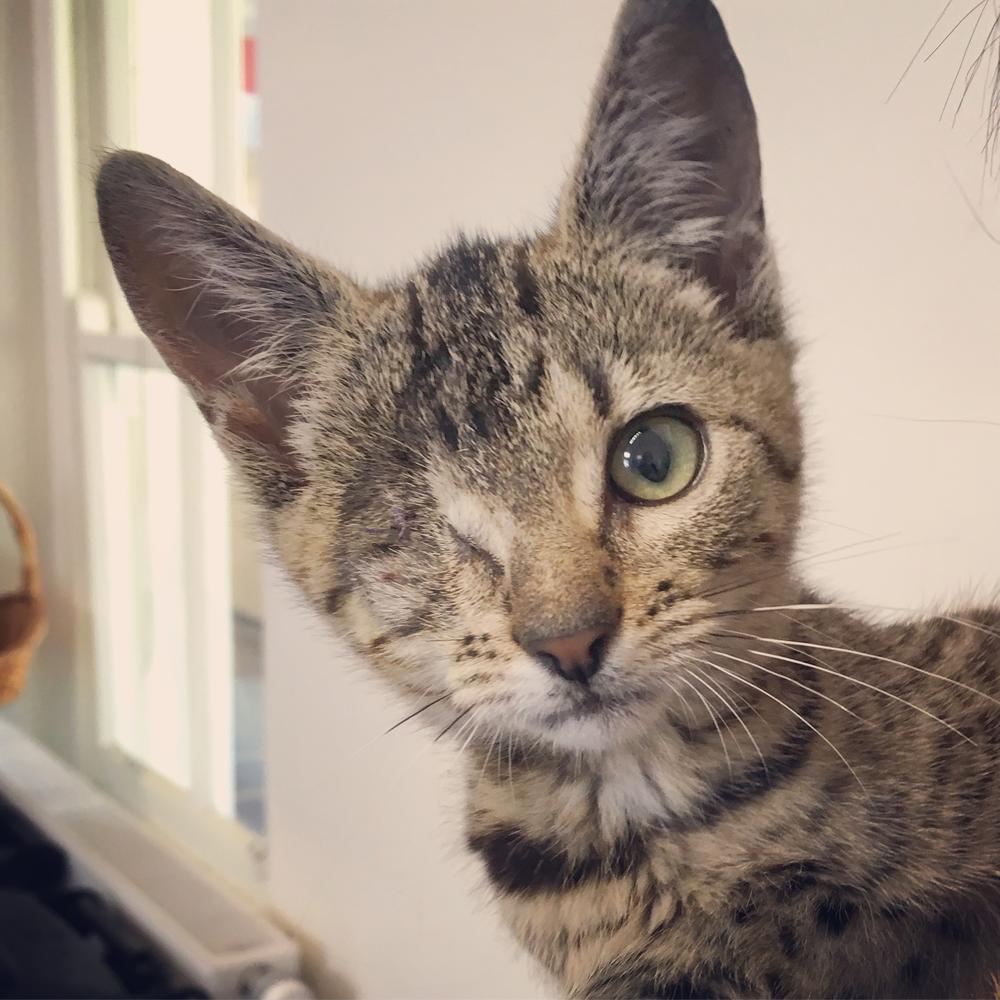 Lulu