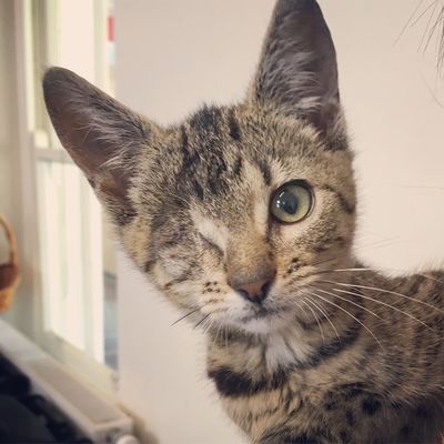 Lulu