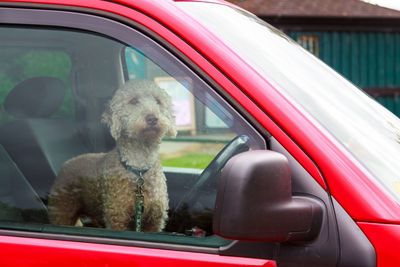 SPCA supports new Animal Welfare Regulations