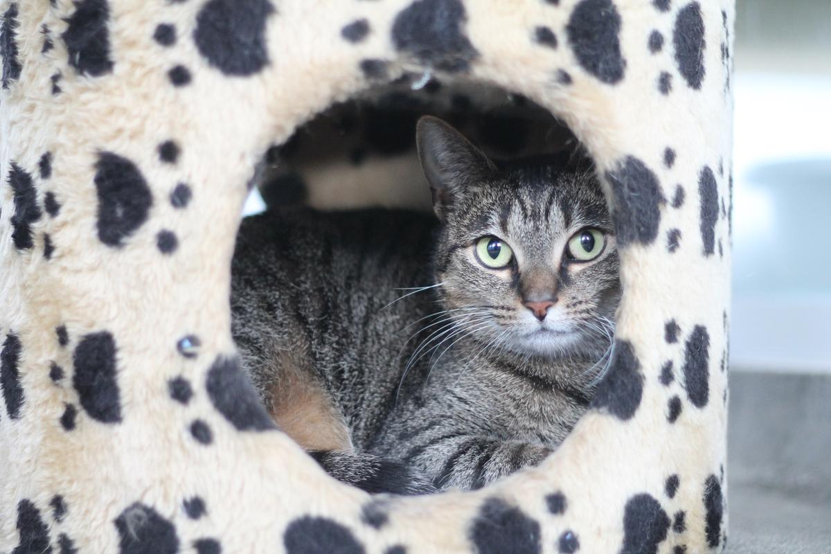 cat arthritis