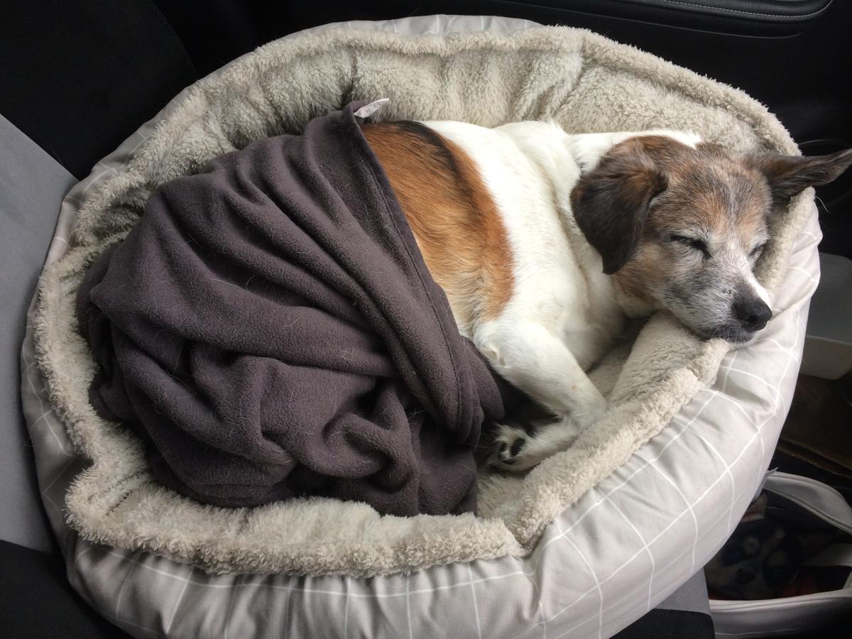dog arthritis