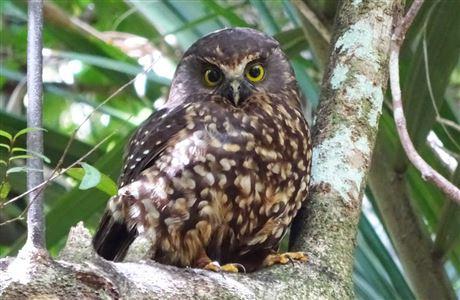 New Zealand Bird Ruru