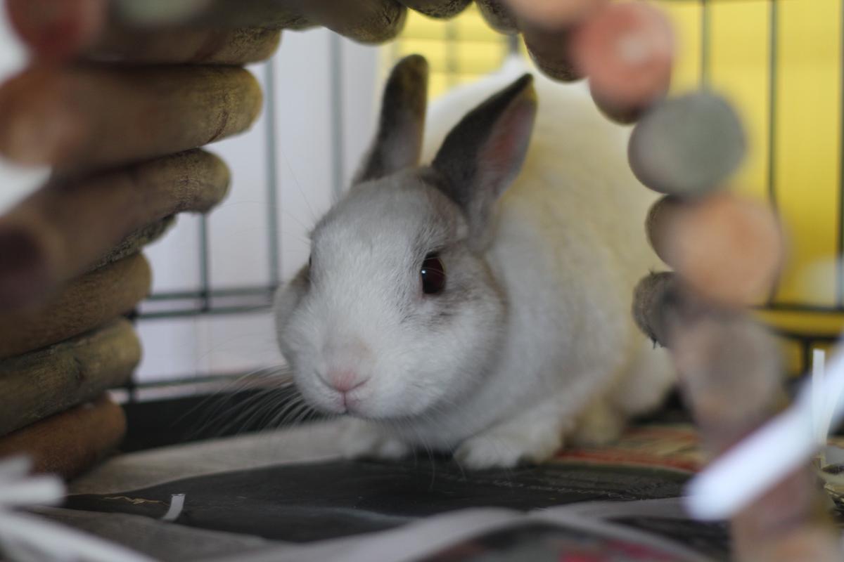 Foster parent - rabbits