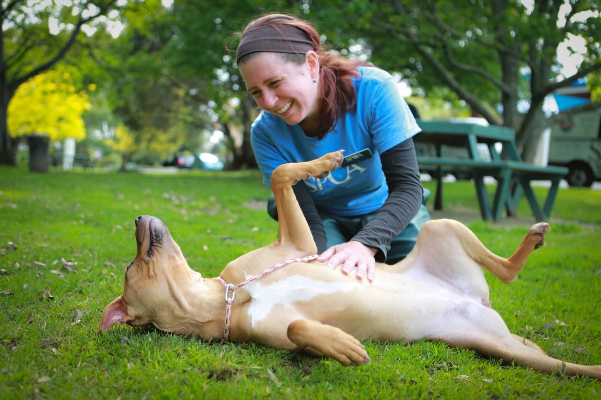 Animal Care Volunteer