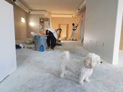 Is your home, ‘safe as houses’ for your pet?