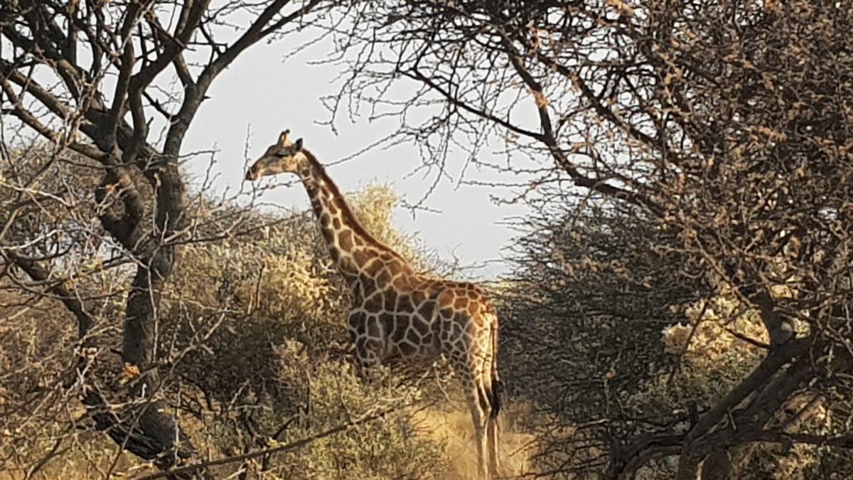 Gallery: Gallery: Kevin Plowright's trip