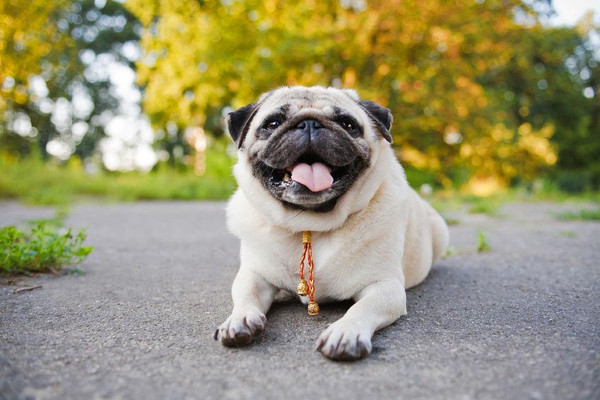 flat-faced breed