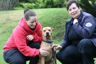 Veterinary Nursing – A Professional Passion
