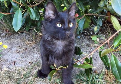 Hudson – the little kitten that could