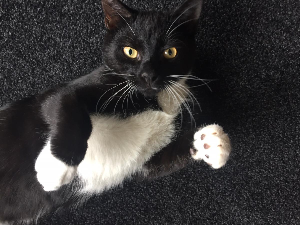Gremlin's incredible transformation