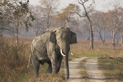 Working together to save wildlife – the No Domestic Trade campaign
