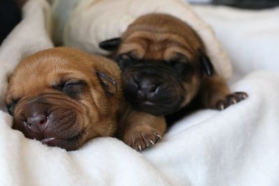 SPCA desperate for foster parents in Gisborne