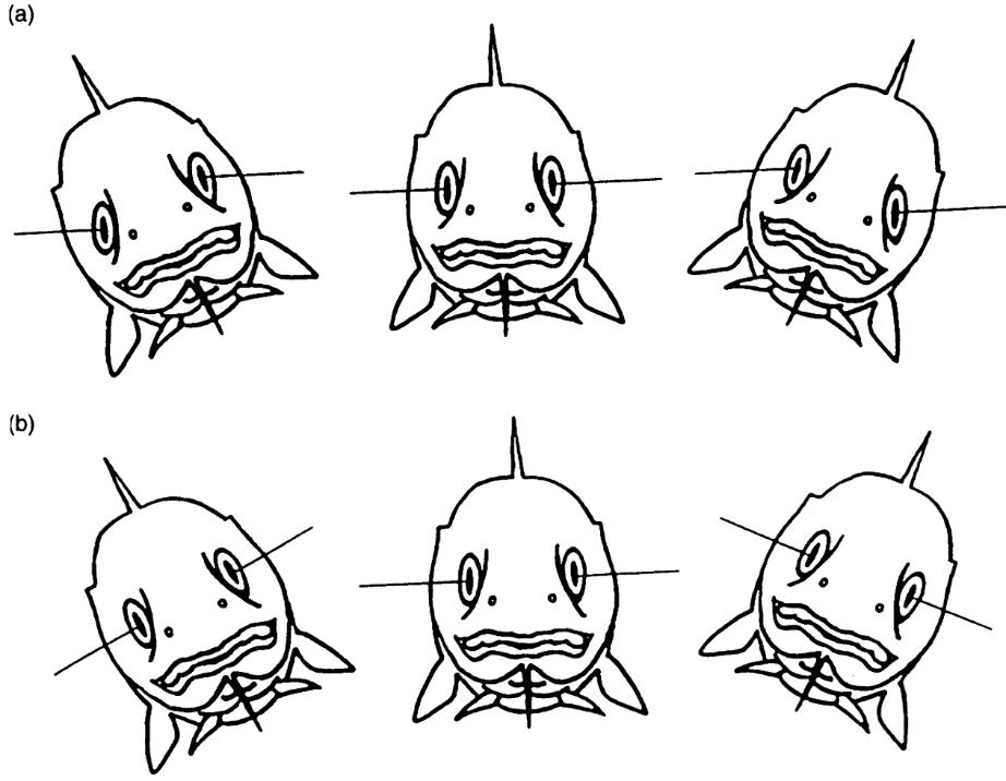 The “eye roll” reflex in (A) a live cod and (B) a dead cod (Kestin 2002). 