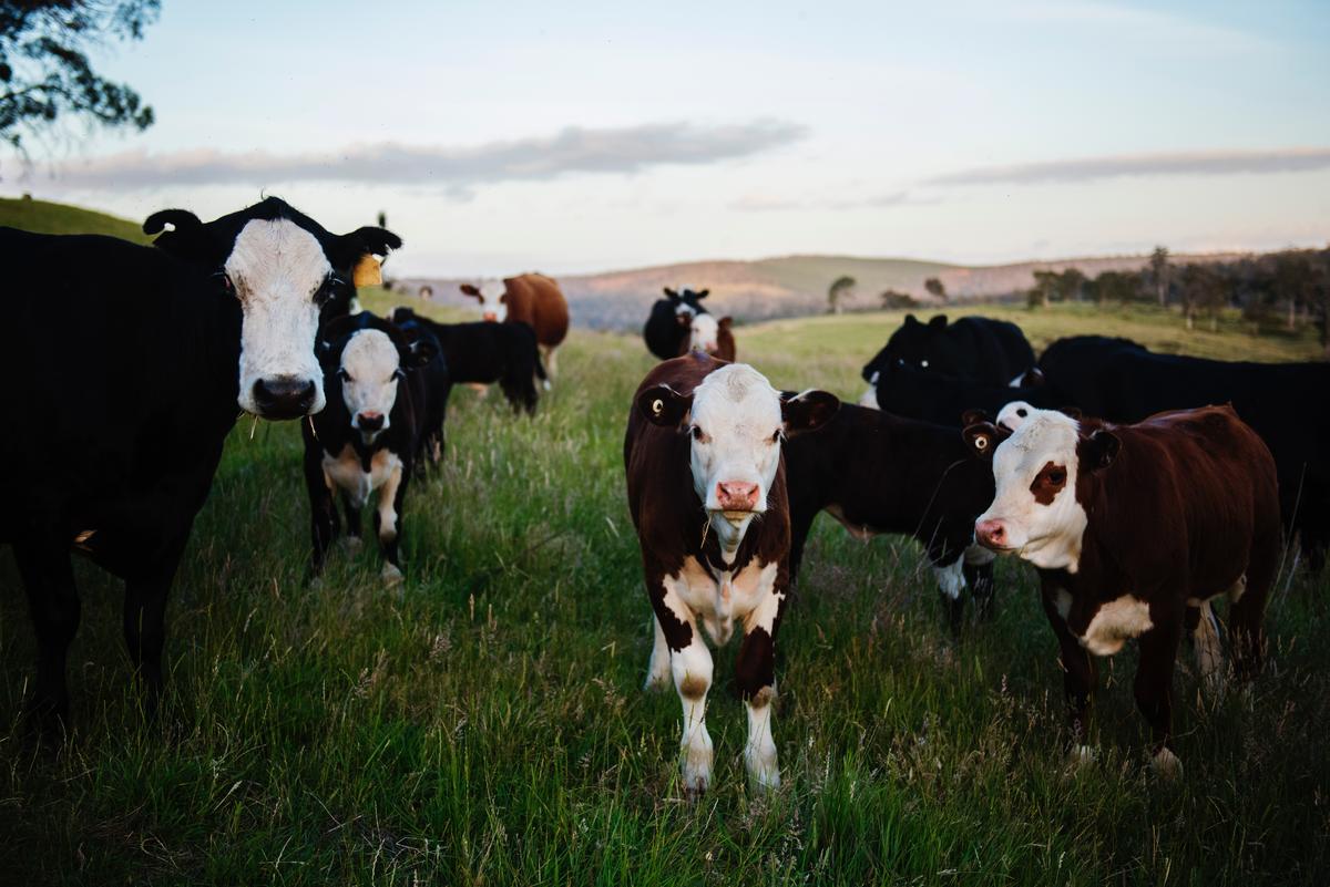SPCA celebrates historic decision to ban live exports following decades-long campaign 