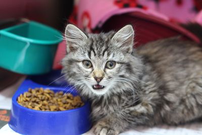 Collaboration sees 100 felines desexed in South Canterbury 