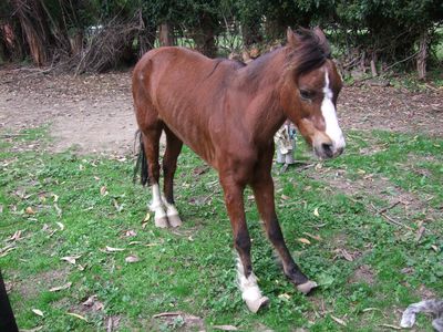 SPCA prosecutes man for repeat offences against Cashew the pony 