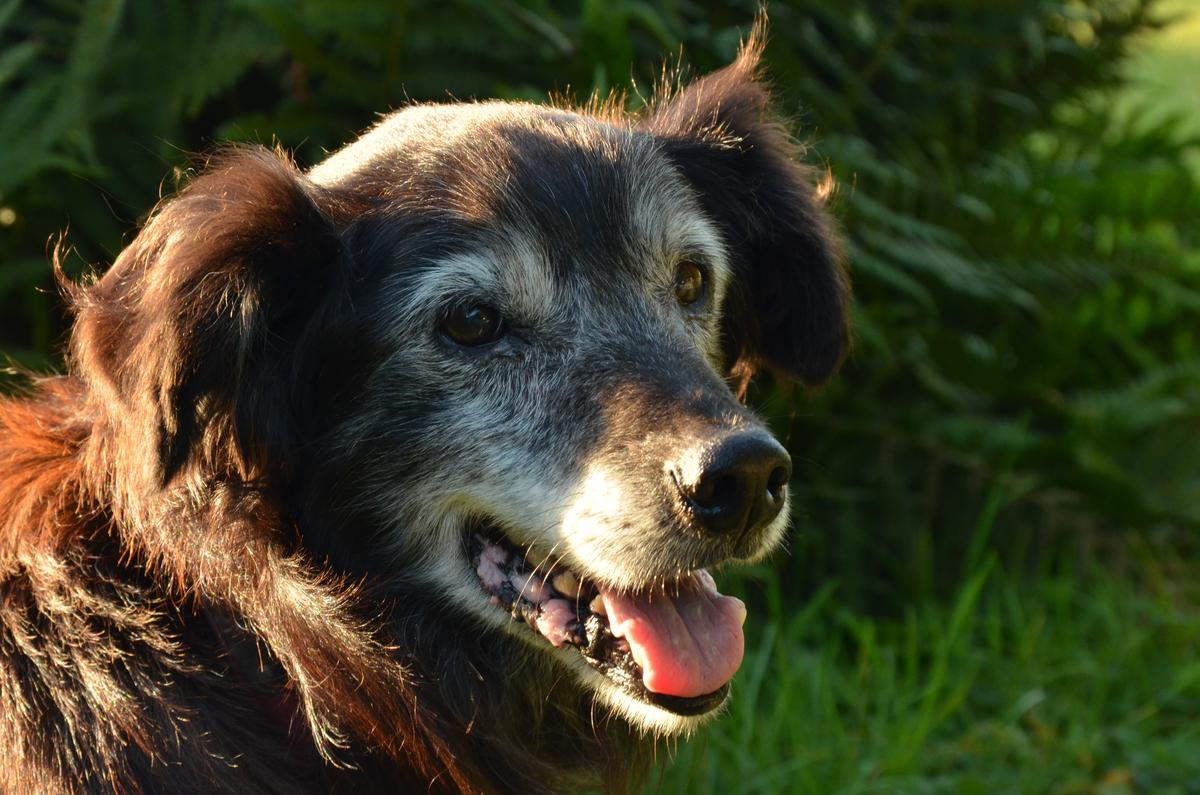 Golden oldies - why senior pets are best
