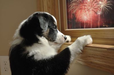 ​Keep your pets safe and happy this Guy Fawkes period