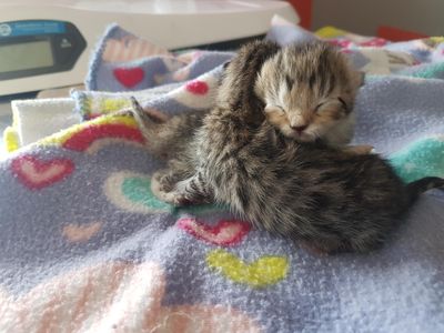 Urgent call for summer foster volunteers as SPCA braces for kitten tsunami