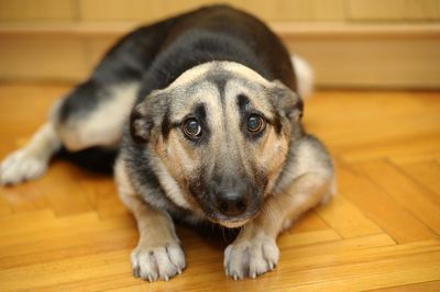 SPCA frustrated by lack of Govt action on fireworks