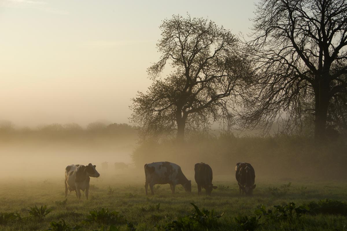 SPCA and World Animal Protection ANZ's letter to Environment Minister David Parker