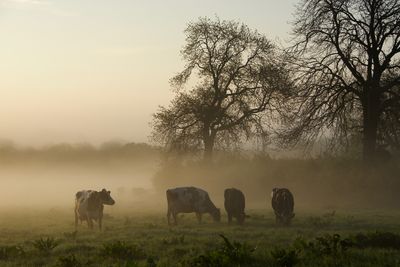 SPCA and World Animal Protection ANZ's letter to Environment Minister David Parker