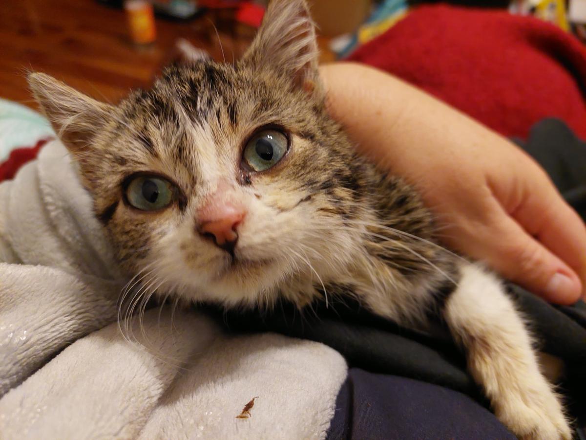 From rescued to rehomed: Jelly’s story 