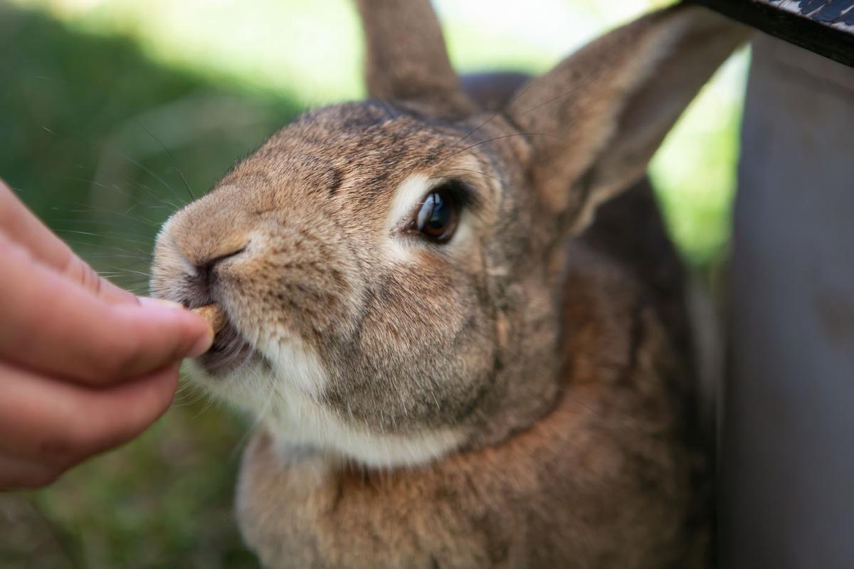 Foster parent - small animals