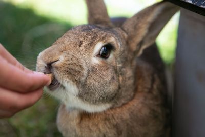 Foster parent - small animals