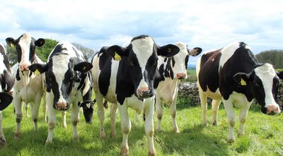 SPCA urges MPs to listen to the public and vote to ban live exports
