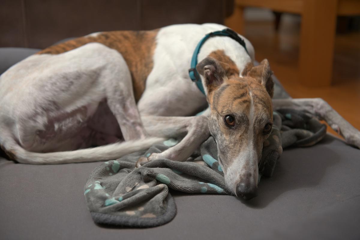 No more chances - end greyhound racing