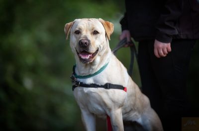 Foster parent - dogs and puppies