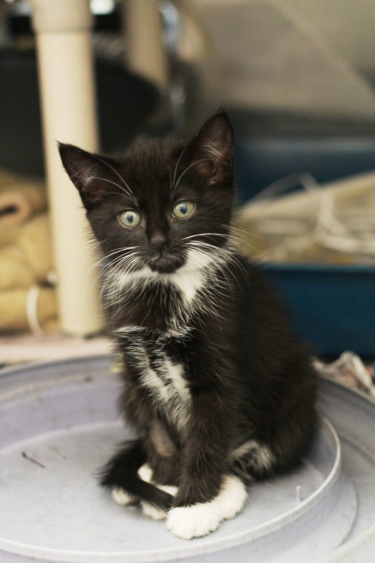 Gallery image: Kittens Available For Adoption - Tauranga