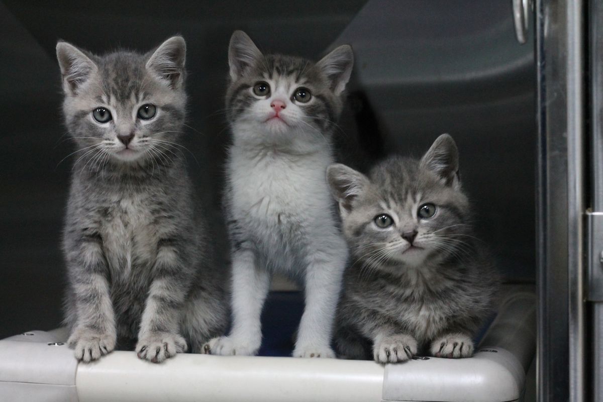 Gallery image: Kittens Available For Adoption - Masterton
