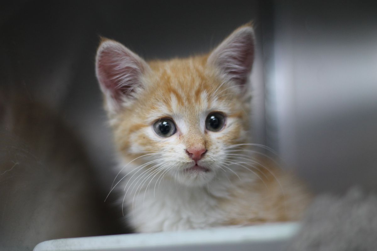 Gallery image: Kittens Available For Adoption - Masterton