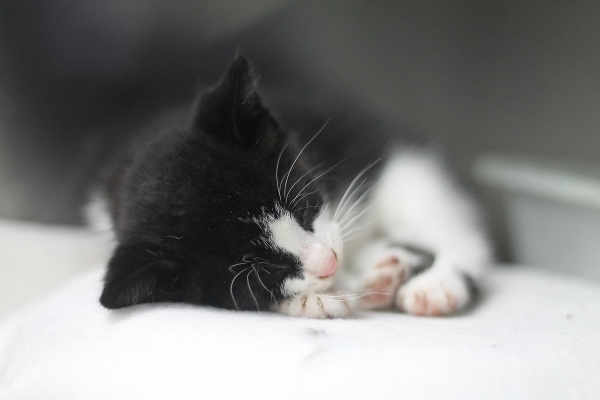 Gallery image: Kittens Available For Adoption - Hamilton