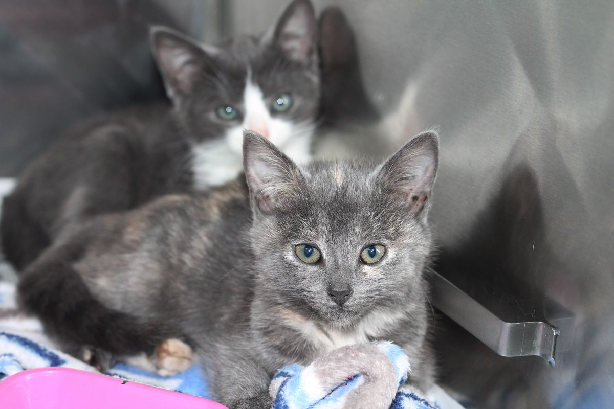 Gallery image: Kittens Available For Adoption - Hamilton