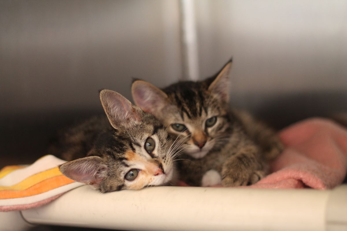 Gallery image: Kittens Available For Adoption - Whangarei