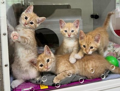 Kittens found in a pillowcase getting ready for new home   