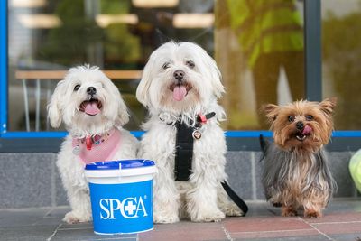 SPCA calls for animal lovers to collect for annual appeal 